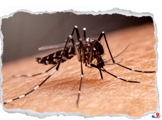 Dengue