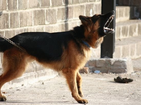 Dog