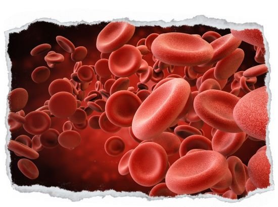 Blood